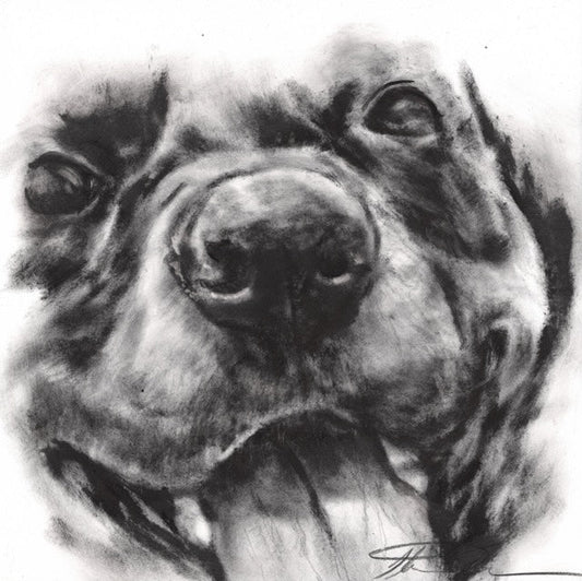 The Top 10 Most Fascinating Facts About a Dog’s Nose
