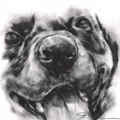 The Top 10 Most Fascinating Facts About a Dog’s Nose