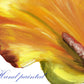 Calla Lily 8x10" Original Oil Painting