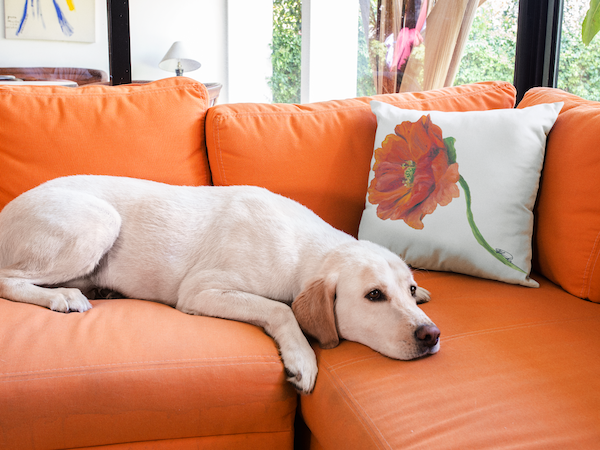 Orange Poppy Indoor Pillow and Outdoor Pillow