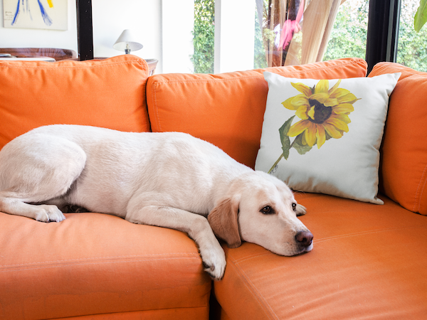 Sunflower Indoor Pillow or Outdoor Pillow